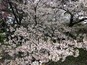 Cherry blossoms in full bloom
