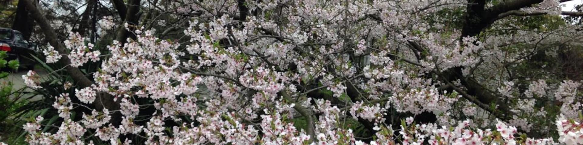 Cherry blossoms in full bloom