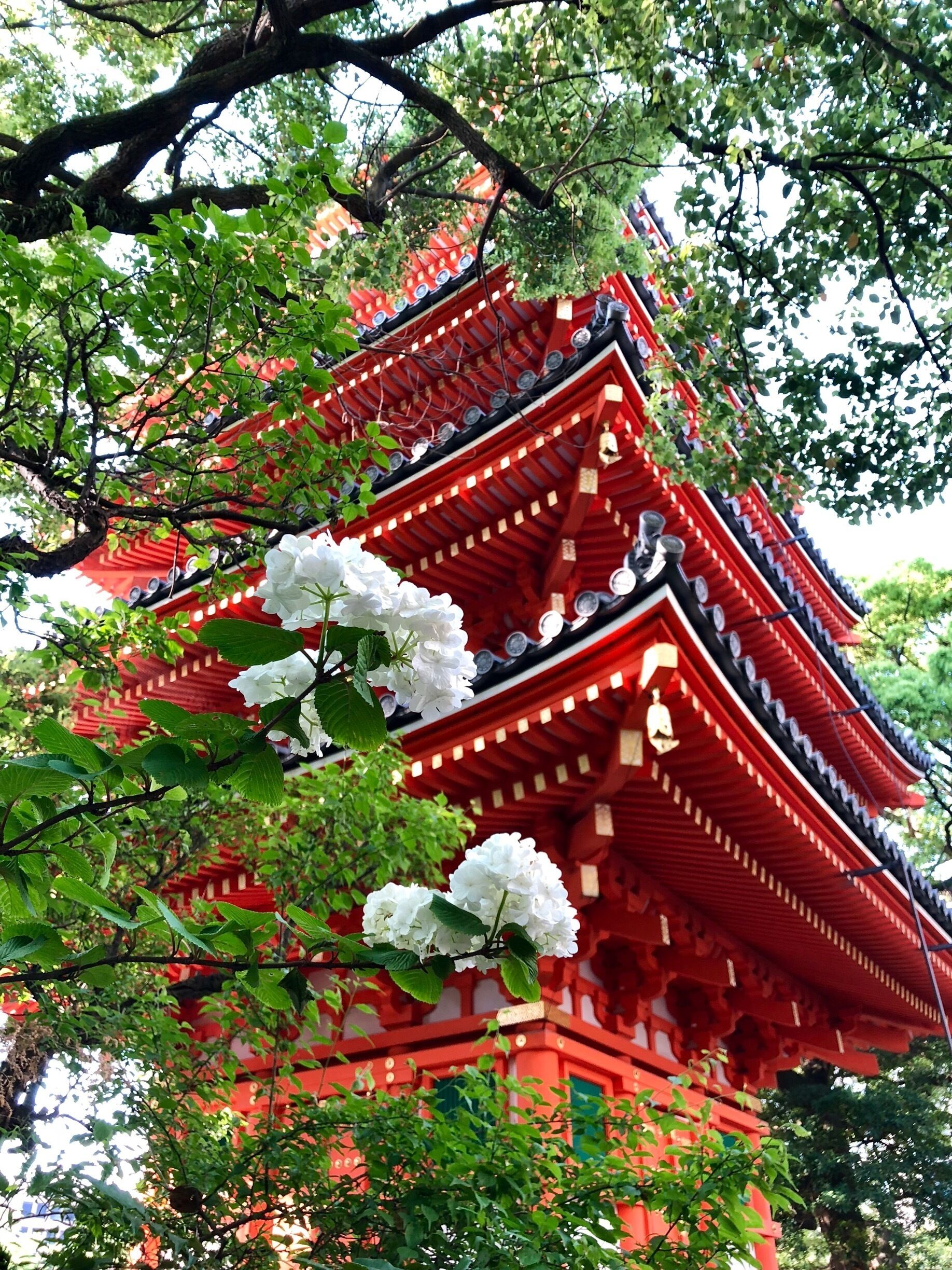 Dedicated to the Buddhist Saint Kukai, who built it in 806, Tocho-ji Temple is a contrast of old and new.  Surrounded by apartment buildings and businesses, the temple cemetery holds the graves of past Lords dating back to the mid 1600’s.  The Temple also has the largest seated wooden statue of Buddha in Japan.