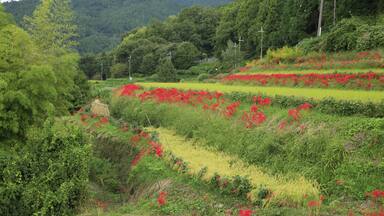 The Field With Flowers; Shutterstock ID 208100650
