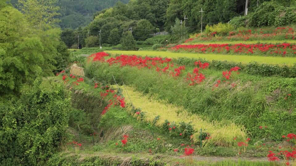 A lush green landscape with terraced fields and red flowers.