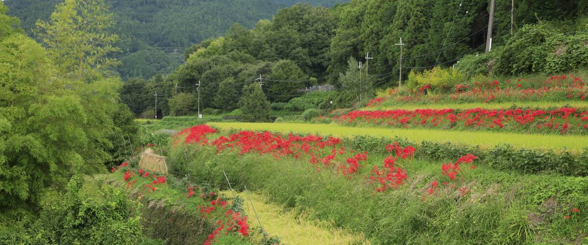A lush green landscape with terraced fields and red flowers.