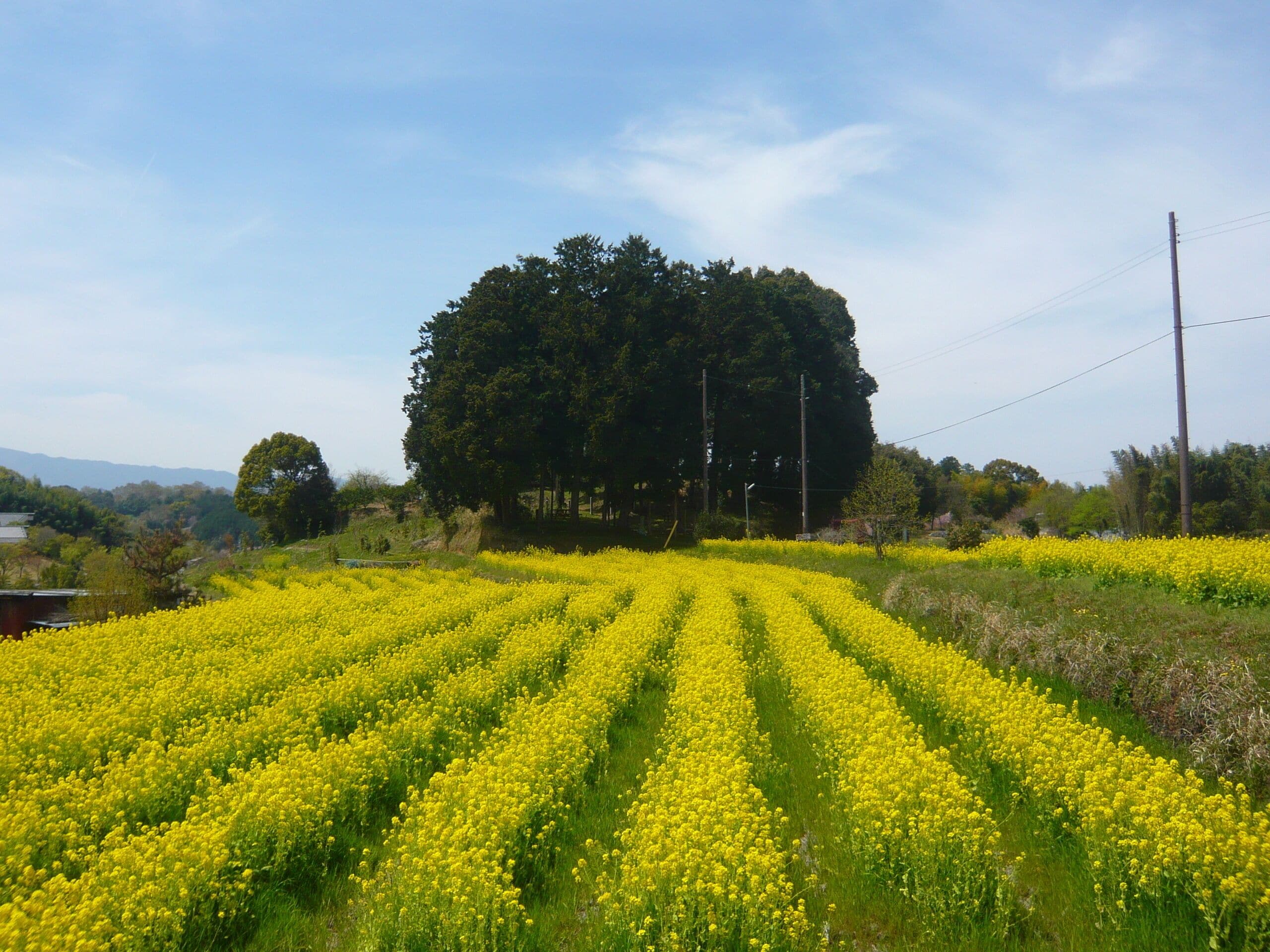 A field of yellow flowers with a large tree in the background.