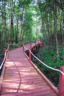 The Matang Magrove Reserve is an awesome place to visit. There are boardwalks that go through the park for your enjoyment. I think we paid around 10 ringgit (<3 USD) to get into the park . There are river cruises you can take in search of rare freshwater dolphins but we did not have time to do that. Super awesome place to see that has very few foreign visitors.