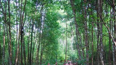 The Matang Magrove Reserve is an awesome place to visit. There are boardwalks that go through the park for your enjoyment. I think we paid around 10 ringgit (<3 USD) to get into the park . There are river cruises you can take in search of rare freshwater dolphins but we did not have time to do that. Super awesome place to see that has very few foreign visitors.