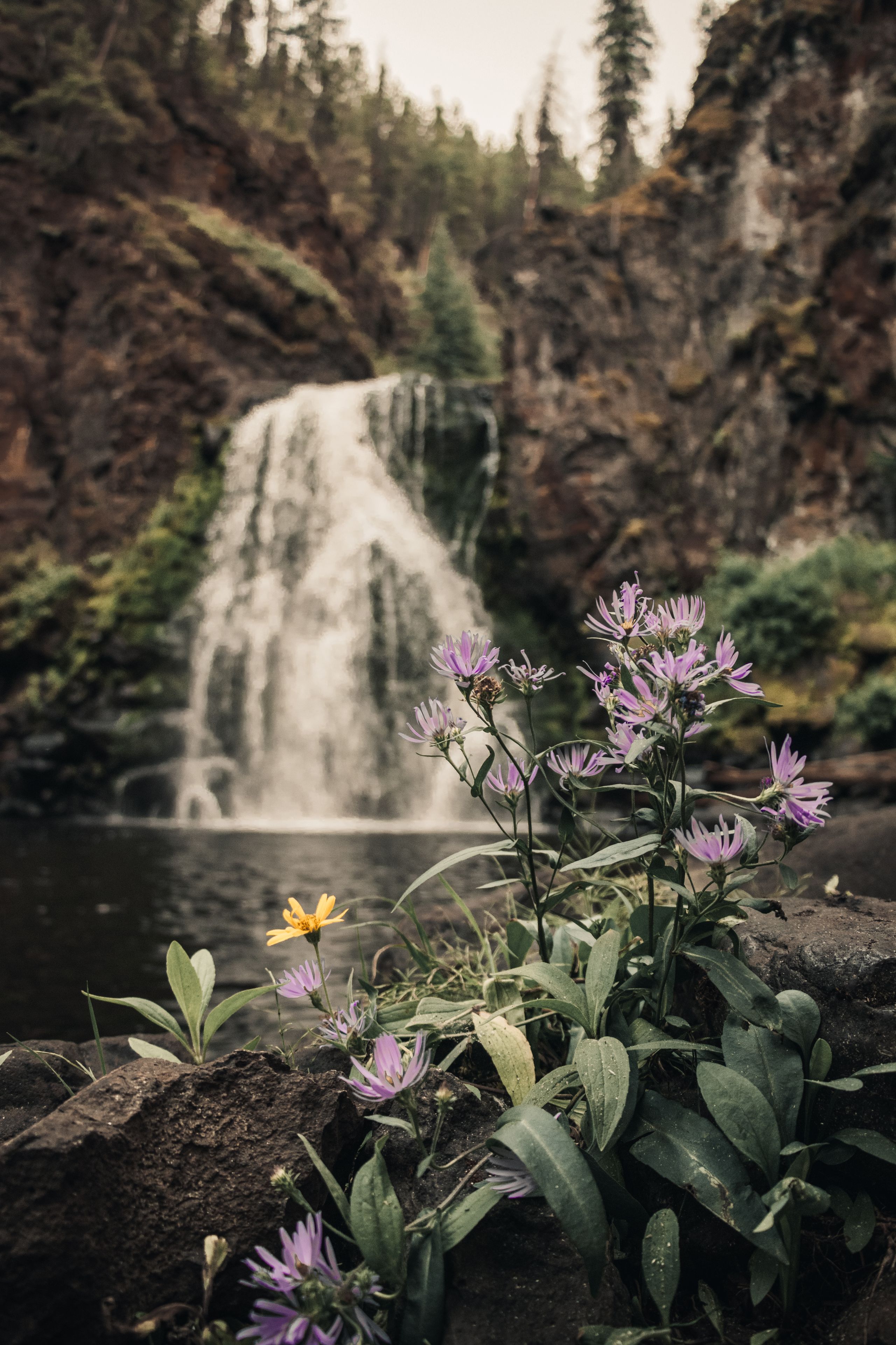 A waterfall cascading down a rocky cliff with lush greenery and purple flowers in the foreground.