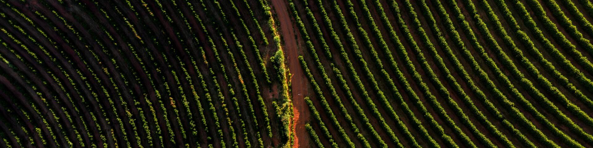 Imagem aérea de drone - Fazenda de plantação de café, Minas Gerais, Brasil