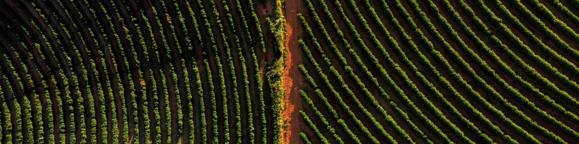 Un extenso campo agrícola con hileras de cultivos.