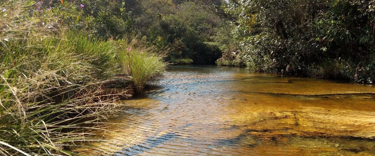 A narrow stream with clear water, surrounded by dense vegetation and trees.