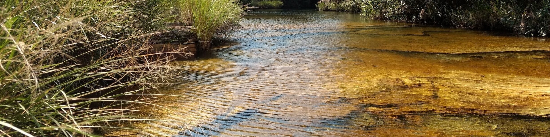 A narrow stream with clear water, surrounded by dense vegetation and trees.