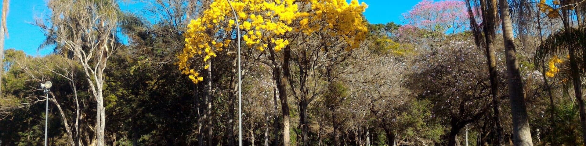 Ipê Amarelo, árvore símbolo do Brasil-(Handroanthus albus).
the Golden Trumpet Tree, is a tree with yellow flowers native to the Cerrado (tropical savannas) of Brazil. Well-known and popular, the tree and its flower are the national plants of Brazil.