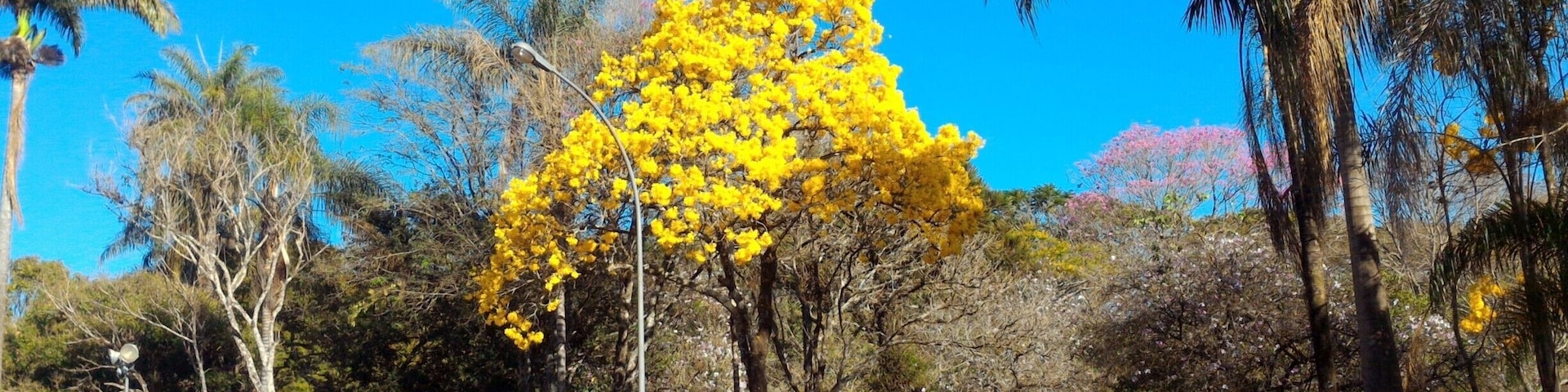 Ipê Amarelo, árvore símbolo do Brasil-(Handroanthus albus).
 the Golden Trumpet Tree, is a tree with yellow flowers native to the Cerrado (tropical savannas) of Brazil. Well-known and popular, the tree and its flower are the national plants of Brazil.