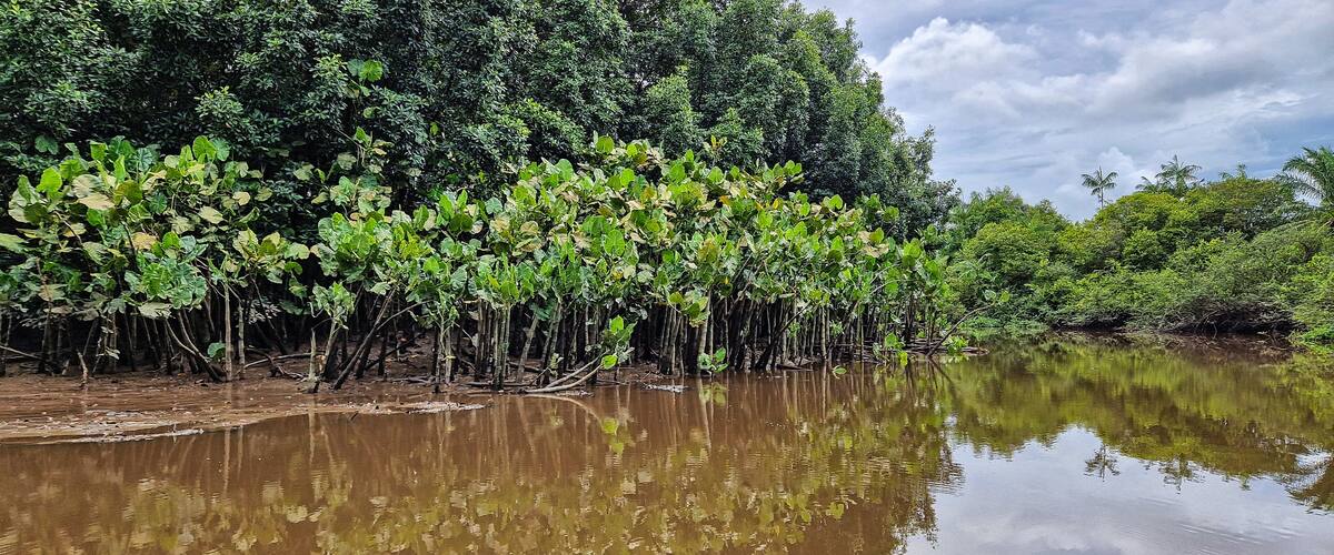 Boat trip on the Igarape do Urubu River, Delta das Americas to Ilha das Canarias, Brazil. South America