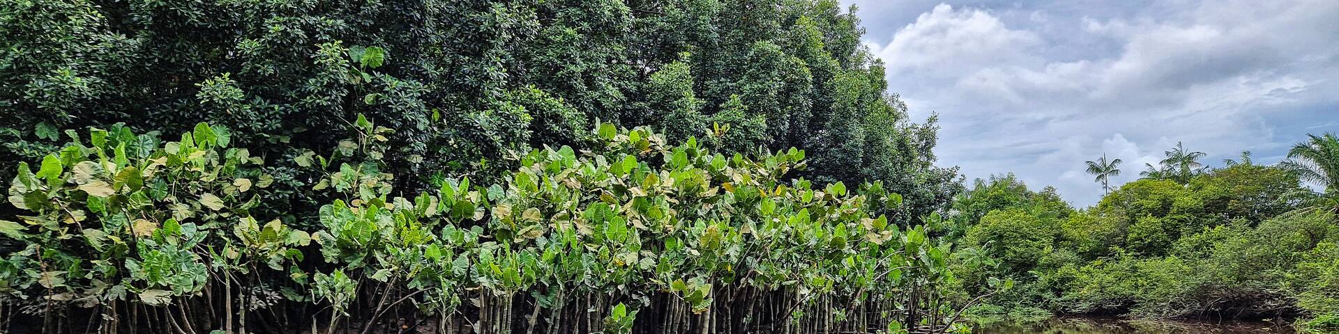 Boat trip on the Igarape do Urubu River, Delta das Americas to Ilha das Canarias, Brazil. South America