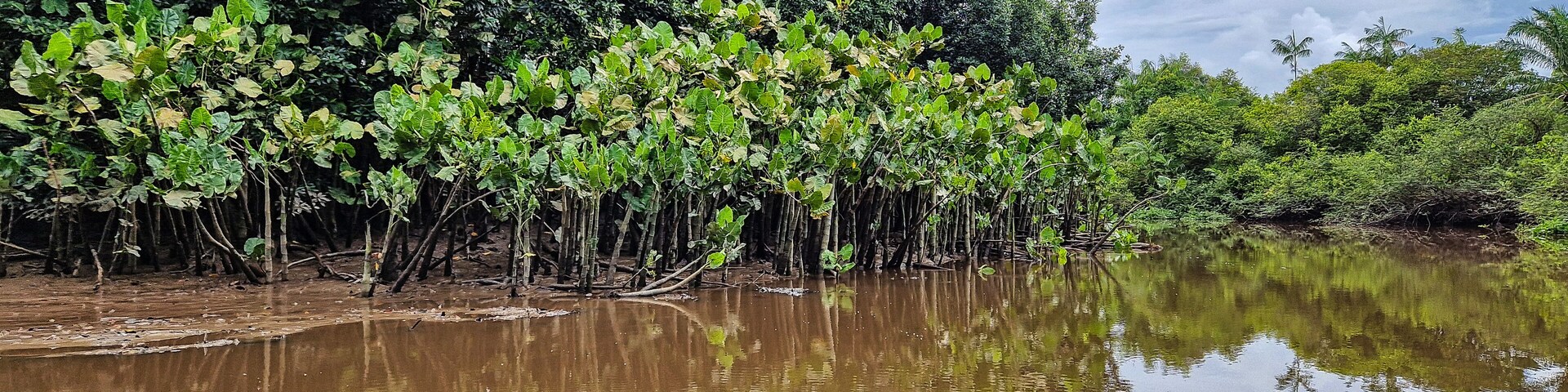 Boat trip on the Igarape do Urubu River, Delta das Americas to Ilha das Canarias, Brazil. South America
