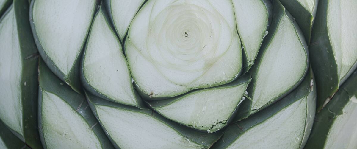 agave tequila mezcal jalisco