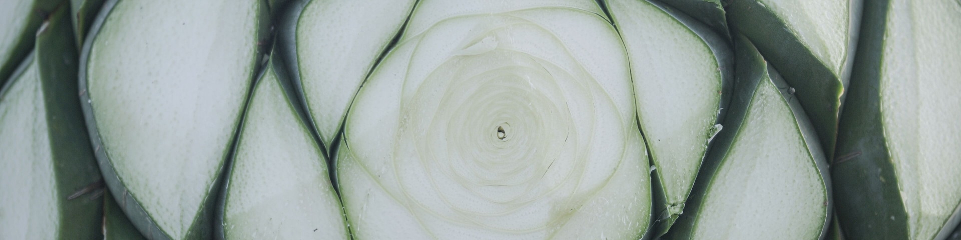 A close-up of an artichoke with tightly packed leaves.
