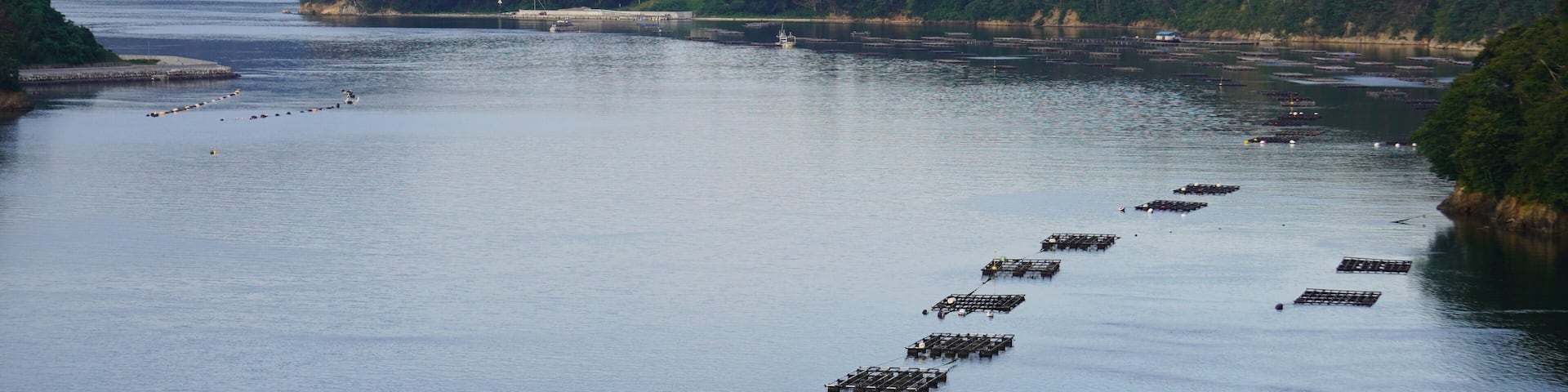 気仙沼特産品の牡蠣棚/Oyster farming at Kesennuma, Miyagi