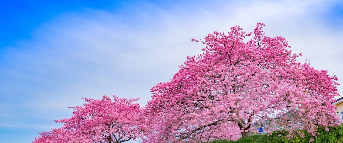 Kawazu cherry blossoms in Minamiizu-cho, Kamo-gun, Shizuoka Prefecture; Shutterstock ID 1351641932; Purchase Order: SP-2377; Order Number: Tokyu Chain Q1 2020 EXP US Hcom HK TW; Client/Licensee: Exped