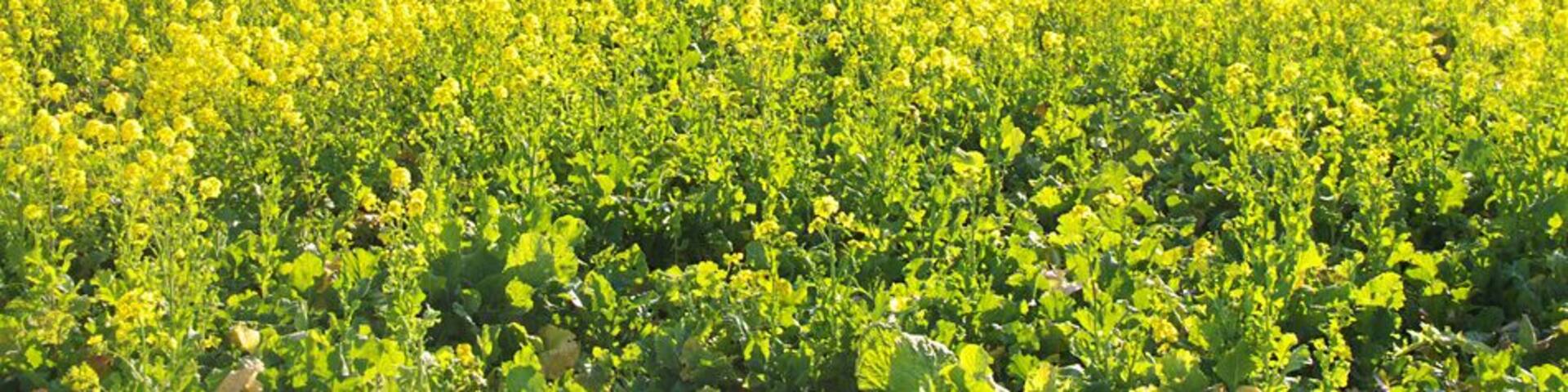 Minato, Minamiizu, Kamo District, Shizuoka Prefecture 415-0152, Japan