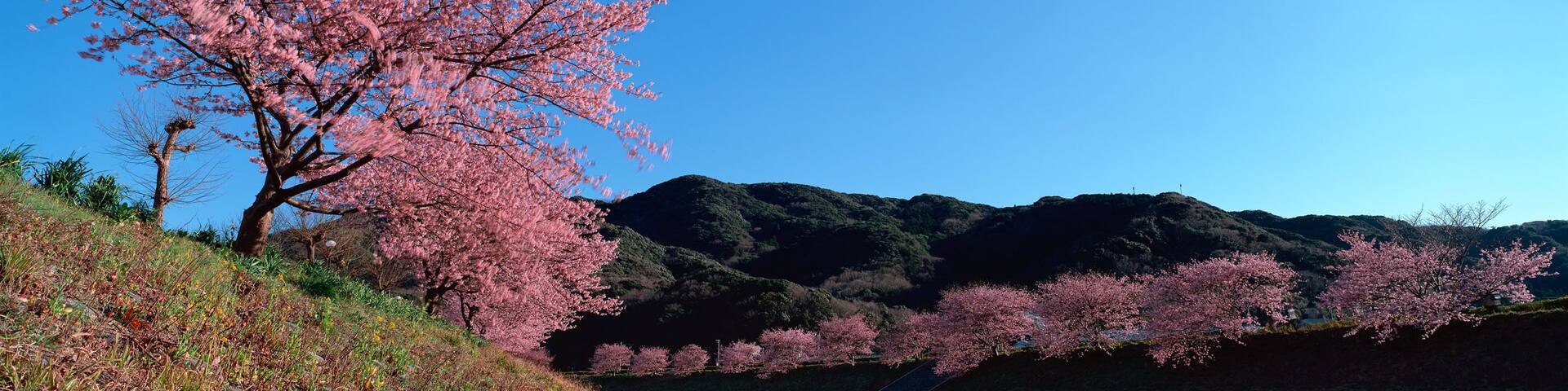 Cherry Blossoms, Minamiizu, Kamo, Shizuoka, Japan