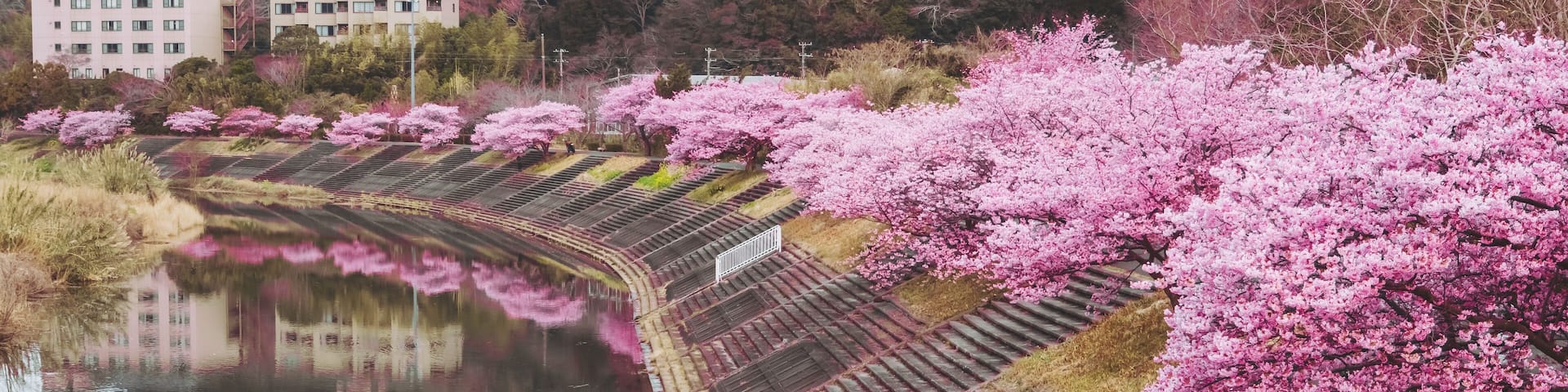 View of vibrant pink cherry blossoms line the tranquil riverbank, mirroring the sky above and contrasting with the concrete, Minamiizu, Shizuoka, Japan.