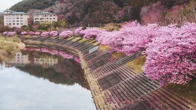 View of vibrant pink cherry blossoms line the tranquil riverbank, mirroring the sky above and contrasting with the concrete, Minamiizu, Shizuoka, Japan.