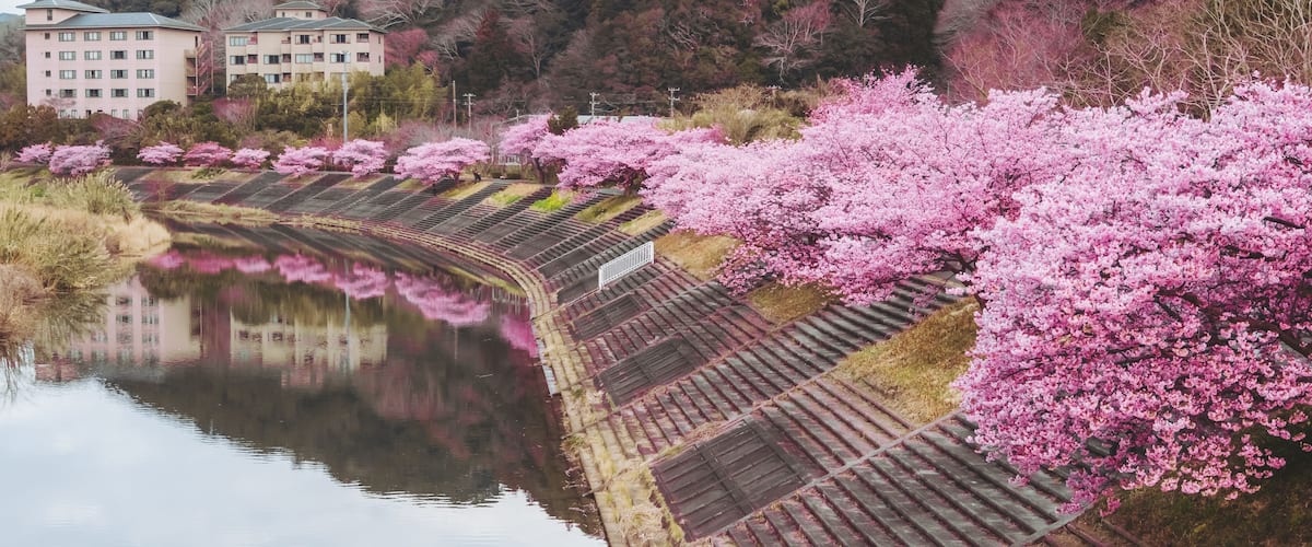 A river with pink cherry blossoms, a bridge, and buildings in the background.