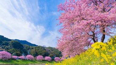 Kawazu Sakura in Minamiizu-cho, Kamo-gun, Shizuoka Prefecture; Shutterstock ID 1337047811; Purchase Order: SP-2377; Order Number: Tokyu Chain Q1 2020 EXP US Hcom HK TW; Client/Licensee: Expedia.com -