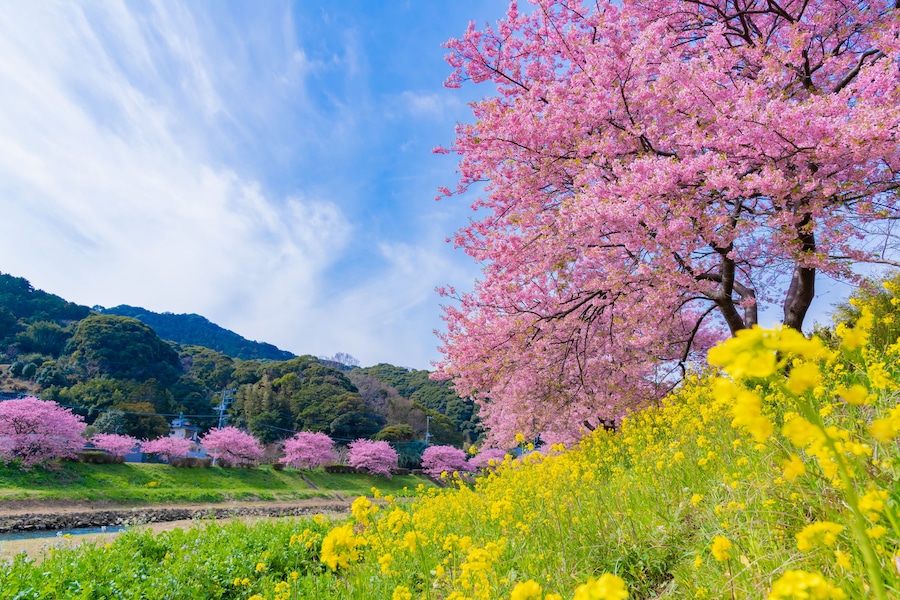 Kawazu Sakura in Minamiizu-cho, Kamo-gun, Shizuoka Prefecture; Shutterstock ID 1337047811; Purchase Order: SP-2377; Order Number: Tokyu Chain Q1 2020 EXP US Hcom HK TW; Client/Licensee: Expedia.com -