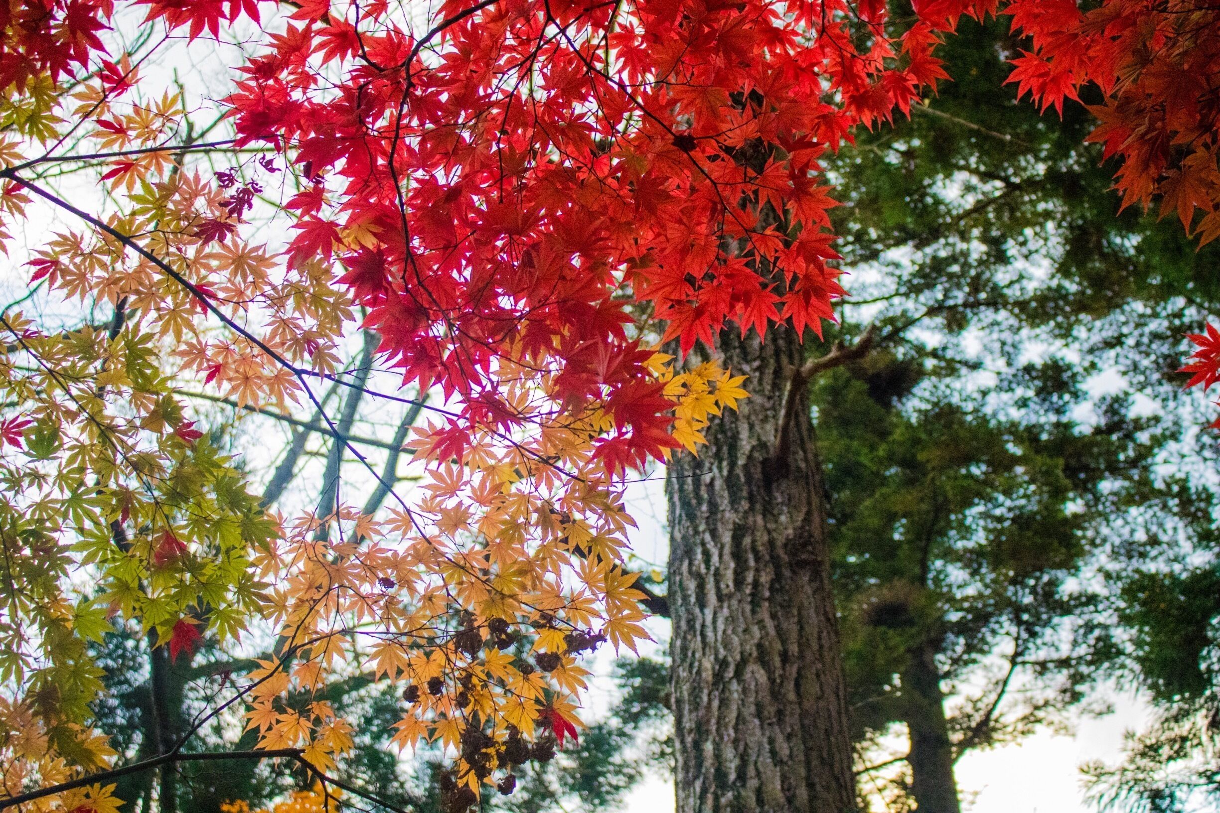 How do you shine amongst the many.. ironically the colour of anger and love #Red
