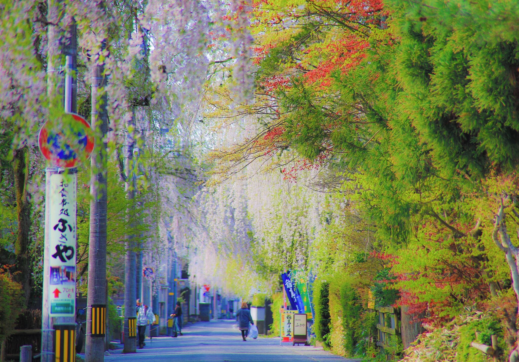 The Sakura in Last Spring.  