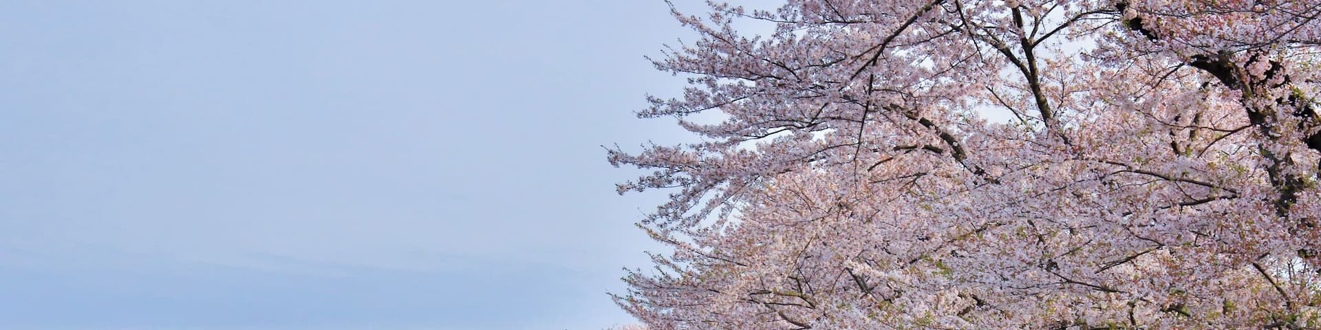 The Someiyoshino Cherry Blossoms of Hinokinai Riverbank.
