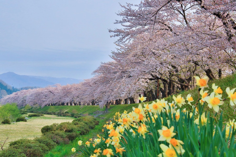 The Someiyoshino Cherry Blossoms of Hinokinai Riverbank.