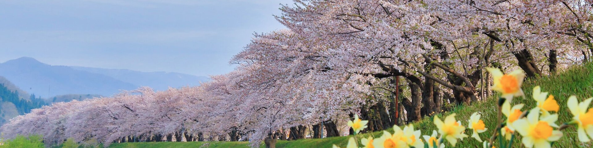 The Someiyoshino Cherry Blossoms of Hinokinai Riverbank.