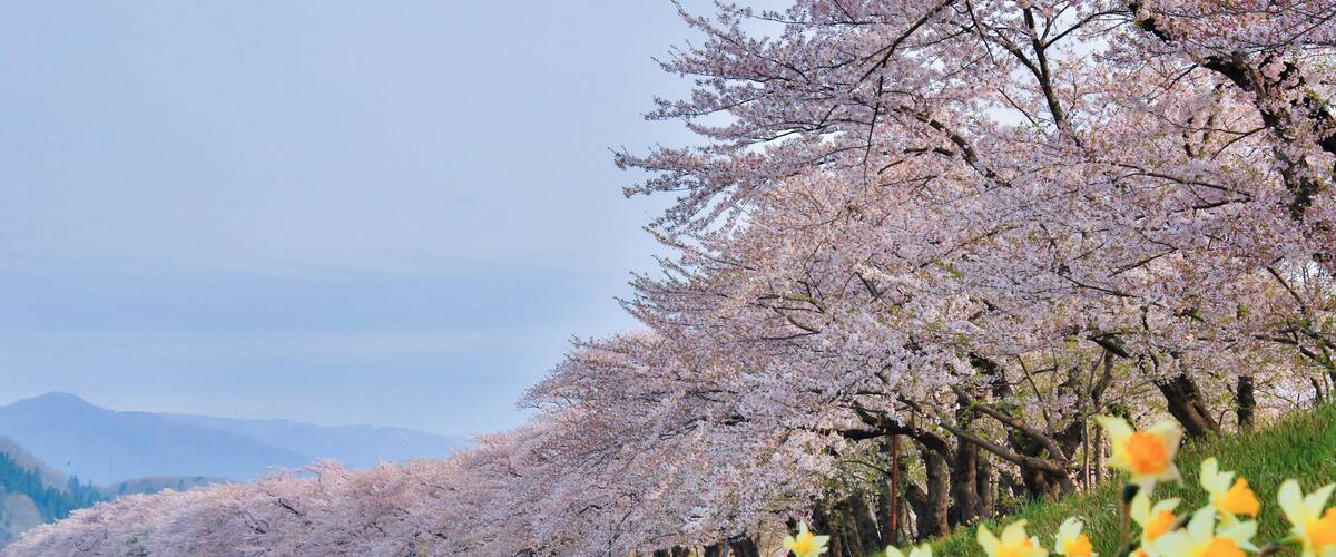 A landscape with cherry blossom trees and daffodils.