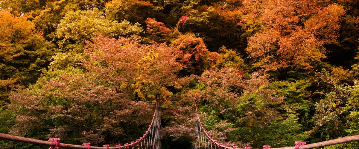 A red suspension bridge surrounded by autumn-colored trees.