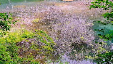 Mystic lakes and ponds of “Goshikinuma”.
The water color mysteriously differs according to ponds: emerald green, cobalt green, turquoise blue, emerald blue, and pastel blue.