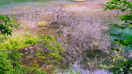 Mystic lakes and ponds of “Goshikinuma”.
The water color mysteriously differs according to ponds: emerald green, cobalt green, turquoise blue, emerald blue, and pastel blue.
