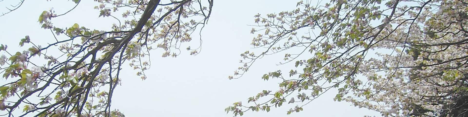 権現様の桜