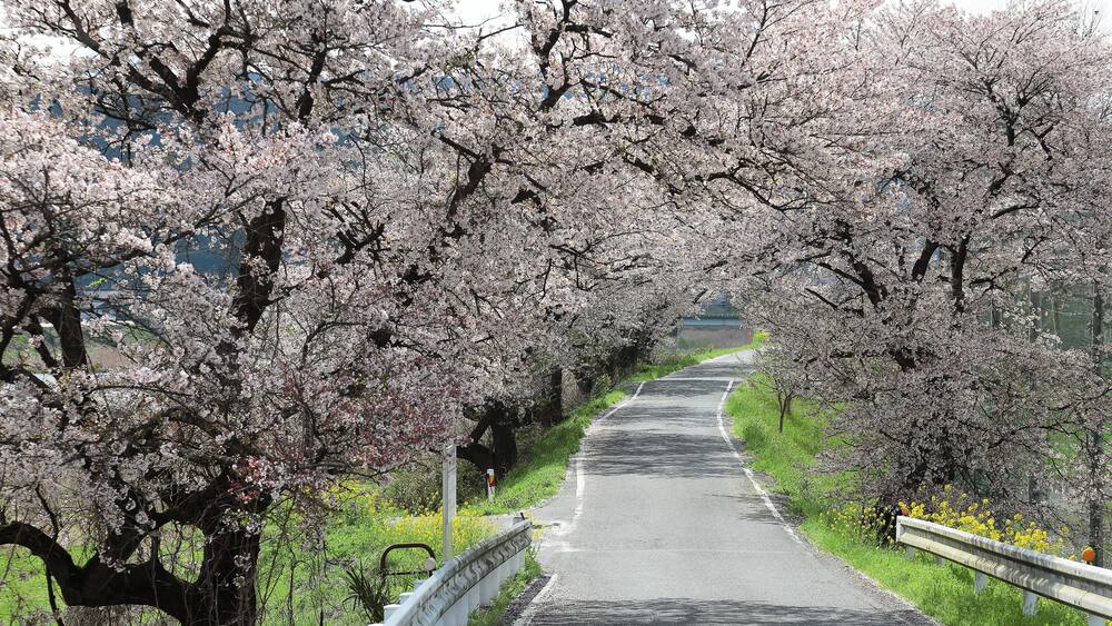 A road flanked by cherry blossom trees.