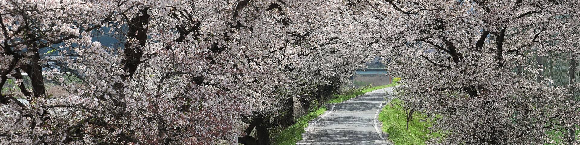 A country road under the archway of beautiful sakura (cherry) blossoms in the rural area of Maniwa City, Okayama Japan ~ Romantic scenery of Japanese countryside with amazing blossoms in springtime