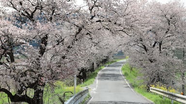 A country road under the archway of beautiful sakura (cherry) blossoms in the rural area of Maniwa City, Okayama Japan ~ Romantic scenery of Japanese countryside with amazing blossoms in springtime