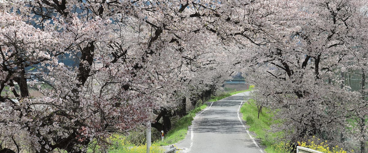 A road flanked by cherry blossom trees.