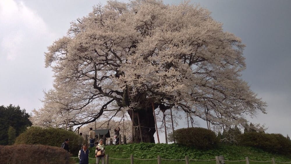 Un grand cerisier en fleurs, avec des gens qui se promènent autour.
