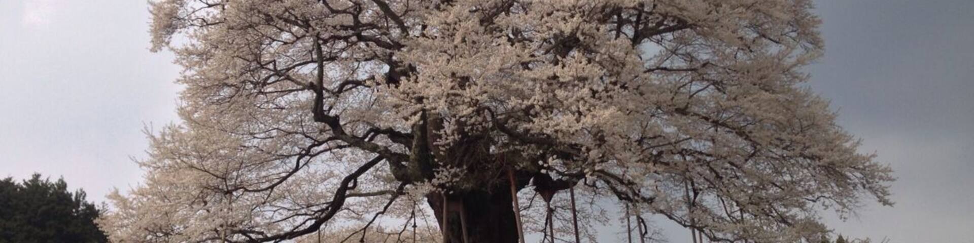 A large cherry blossom tree with people walking around it.
