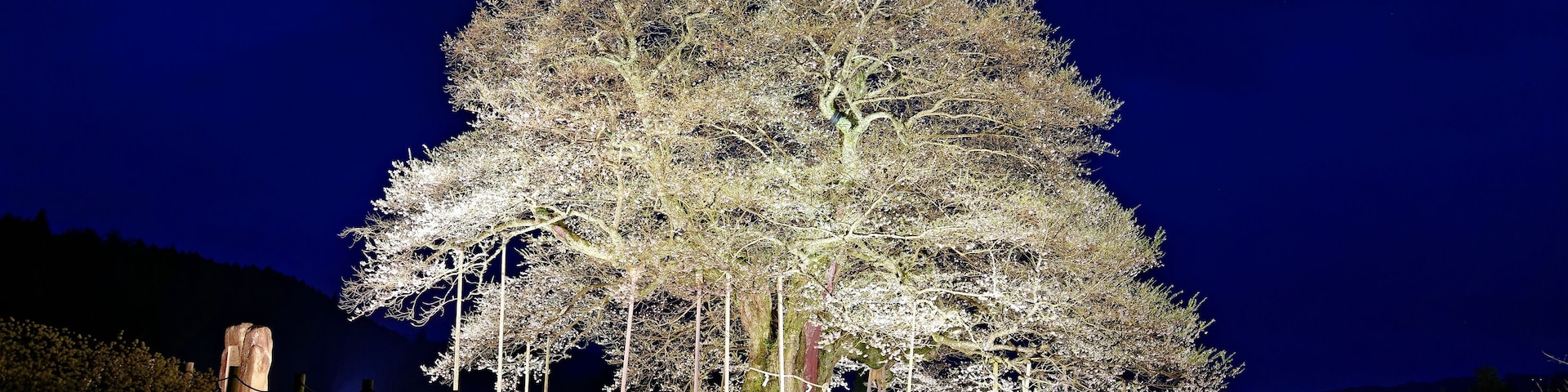 Una gran escultura de un árbol iluminado de noche.