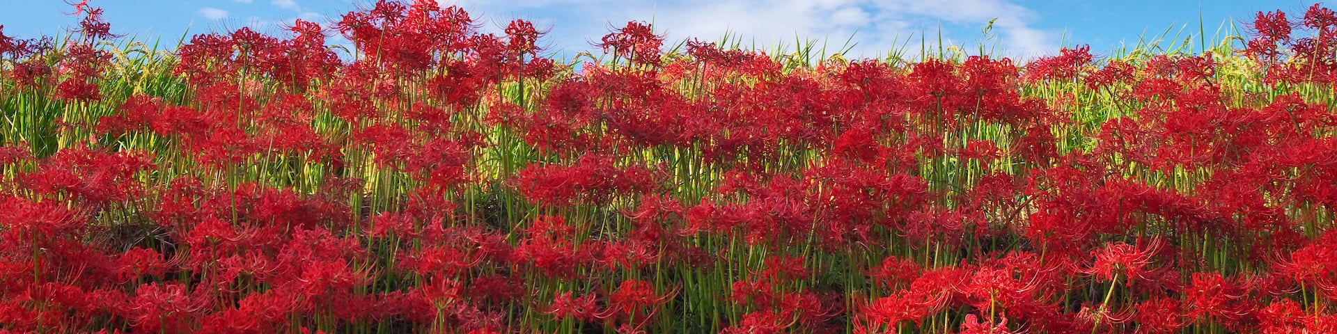 Lycoris radiata in nara japan