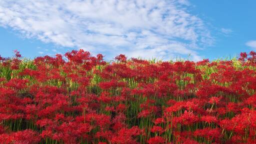 Lycoris radiata in nara japan