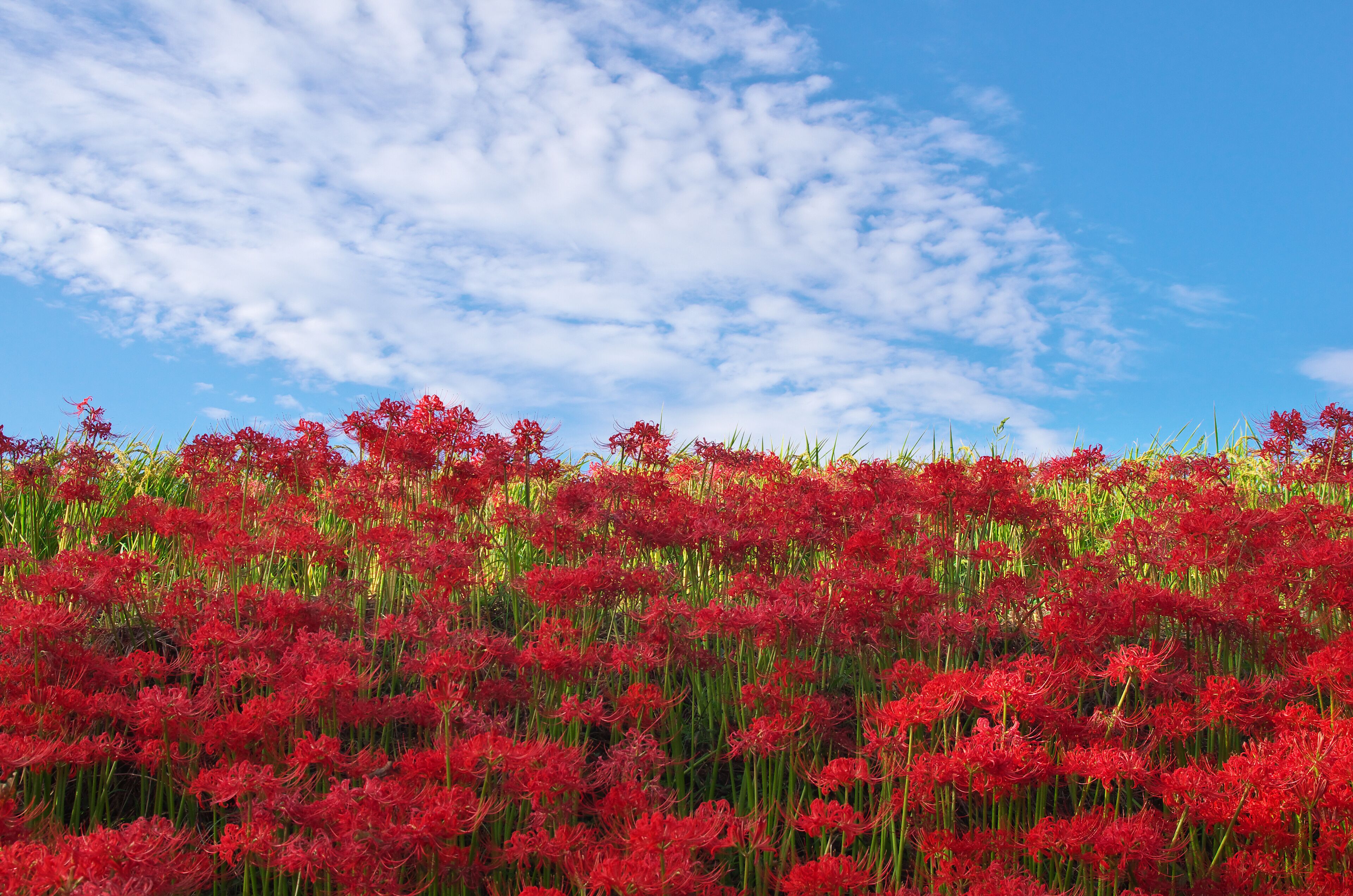 A field of red flowers under a blue sky with scattered clouds.